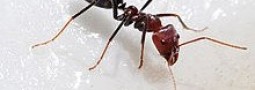 Solving Traveling Salesman with Ant Colony Optimization in JavaScript